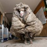 عکس های دیدنی وجالب روز؛ از ۳۵٫۴ کیلوگرم پشم روی بدن گوسفند تا عروسک پاندا به جای مشتری