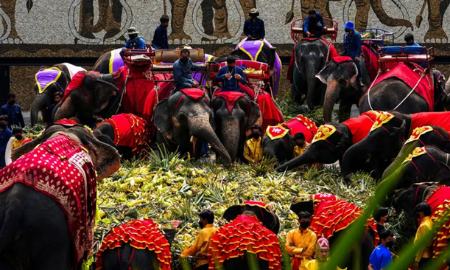 عکسهای جالب,عکسهای جذاب,پذیرایی ویژه از فیل ها 
